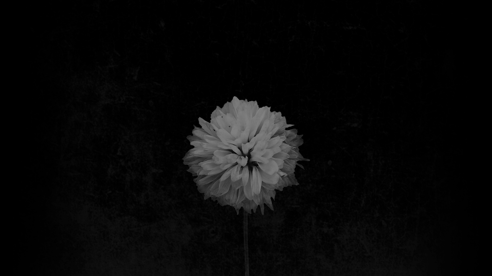 Capa Brasileiros - Novo Album - Banner do site